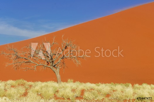 Bild på Dunes of Namib desert Namibia South Africa